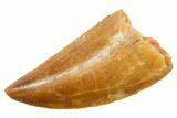 Serrated Raptor Tooth - Real Dinosaur Tooth #364833-1